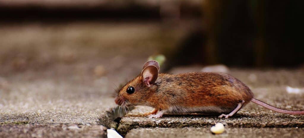 Minsal alerta por hantavirus tras primer fallecido en la Región de Los Ríos
