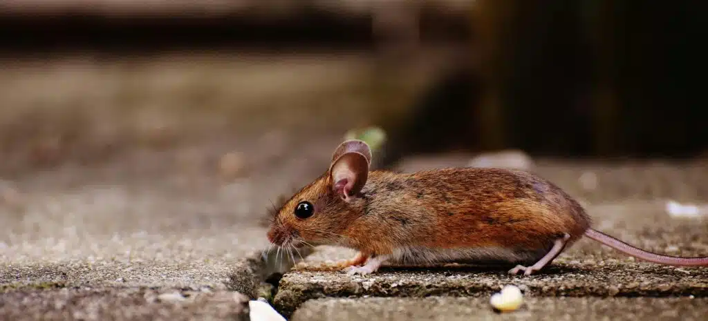 Minsal alerta por hantavirus tras primer fallecido en la Región de Los Ríos